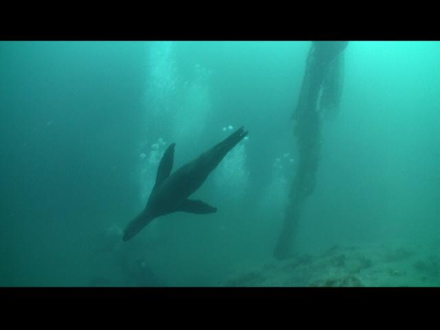 Sea Lion dives near the debris site. We must clean ocean debris away in order to protect these beautiful creatures!