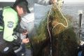 11 1 16 Heater removing brittle stars resize