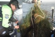 11 1 16 Heater removing brittle stars resize