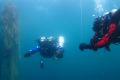 11 8 23 Divers mid water w net LR resize