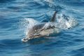 11 9 18 White sided Dolphin 1 resize