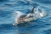 11 9 18 White sided Dolphin 1 resize