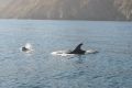 11 9 8 Risso s Dolphins Mother n Calf 1LR 044 resize