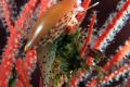 Cone Snail on Gorgonian 1 resize