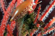 Cone Snail on Gorgonian 1 resize
