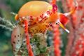 Cone Snail on Gorgonian 2 resize