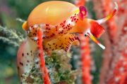 Cone Snail on Gorgonian 2 resize