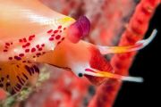 Cone Snail on Gorgonian 3 resize