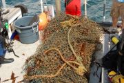 Crew hauling net onto stern Chris celebrating resize