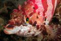 FringeHead resize