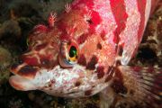 FringeHead resize