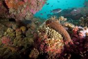 Hawthorne Reef resize
