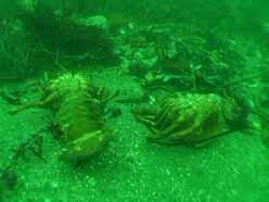 news 2012-11-02-Lobster-molts