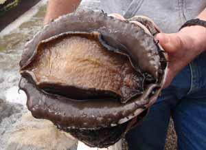 Abalone in shell