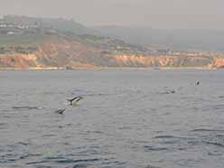 Dolphins in Point Vincente Marine Protected Area (MPA)
