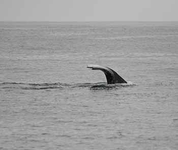 Whale sighted by ODA's <em>Clearwater</em> Dive & Boat Crew