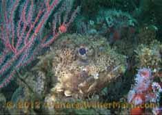 Underwater -Sculpin fish