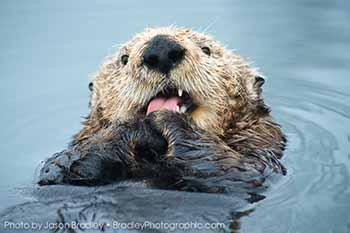 Otters banned from California coast