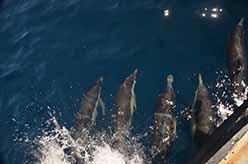 Dolphins ride the bow of boat <em>Clearwater</em>