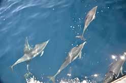 Dolphins escort the boat <em>Clearwater</em>