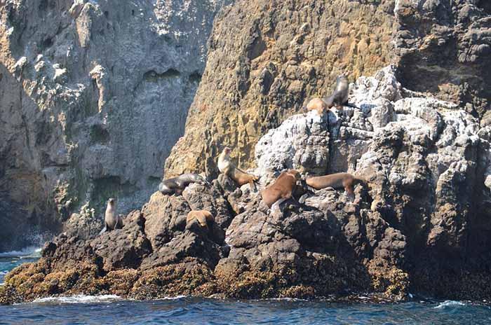 Sea-lions-on-rocks