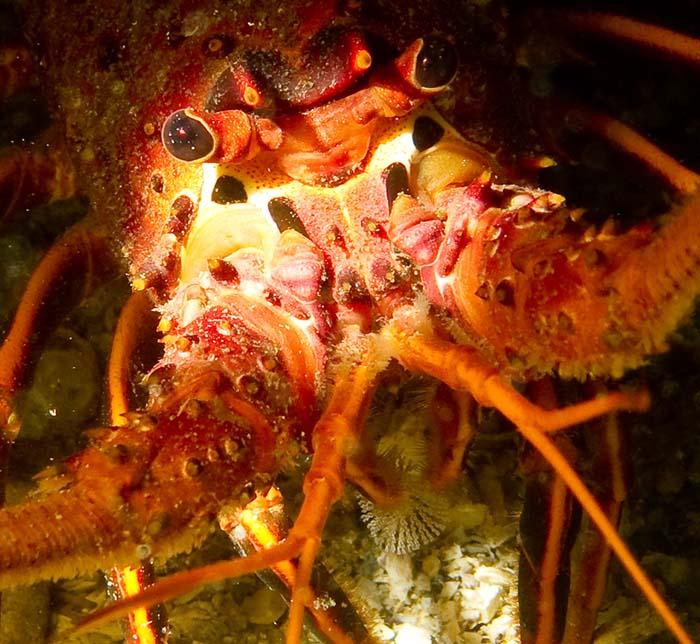 California coastal lobster, underwater