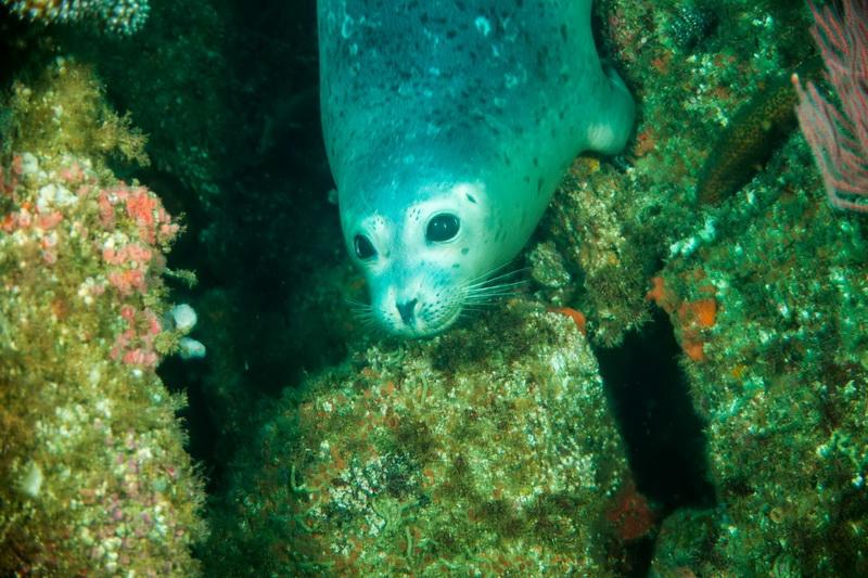 Harbor-Seal