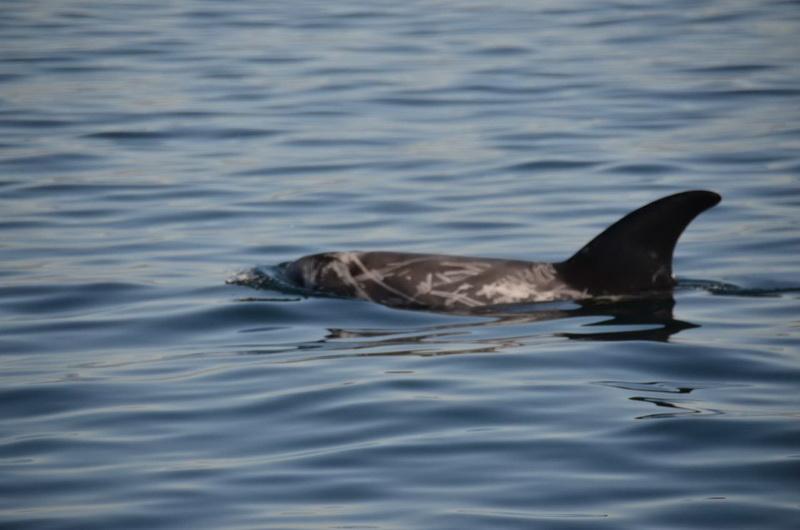 Young Risso's Dolphin