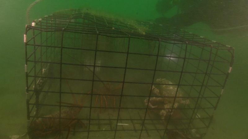 Lobster trap with critters inside