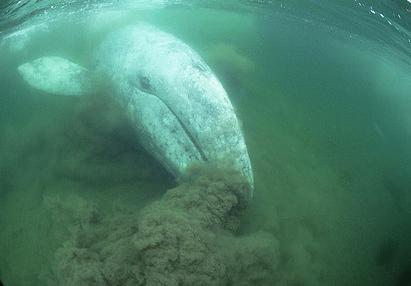 Gray whale bottom feeding
