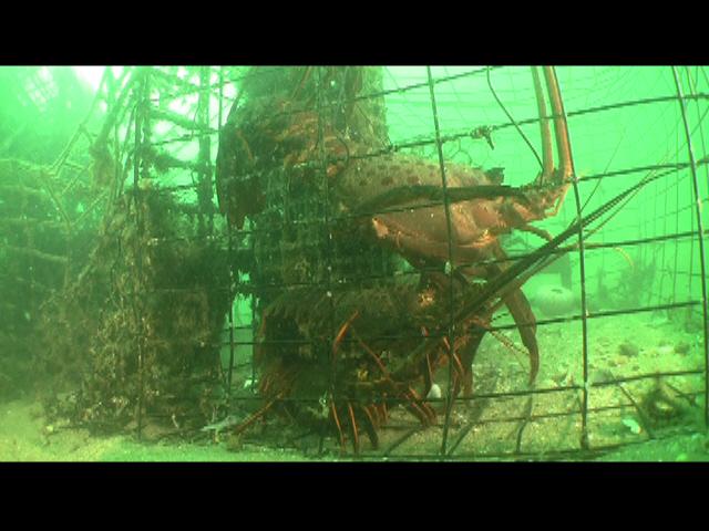 Lobsters caught in trap 3