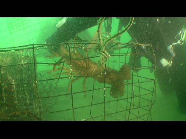 Lobsters caught in trap 4
