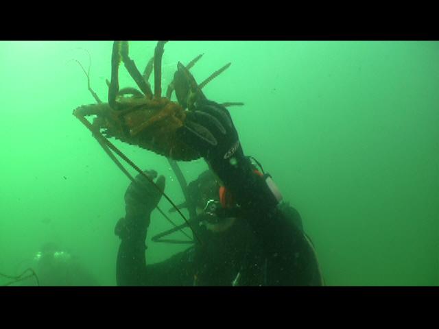 ODA Dive Crew releases lobster from trap, almost free!