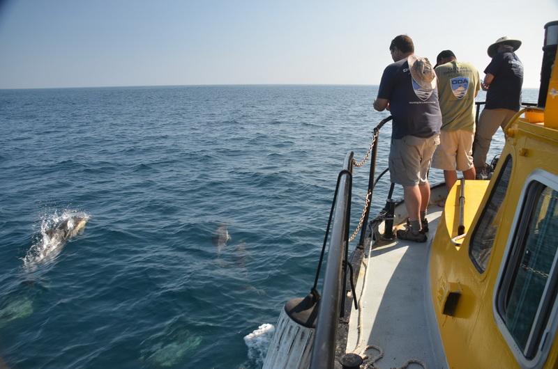 ODA Crew enjoys watching the dolphs bow-riding on our ocean cleanup boat's bow!