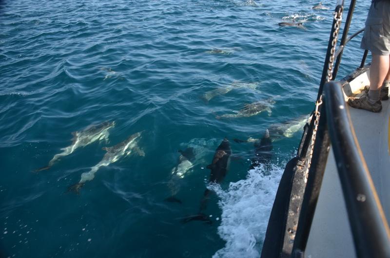 Dolphins ride the bow of our ocean-cleaning boat. The crew gets a treat!