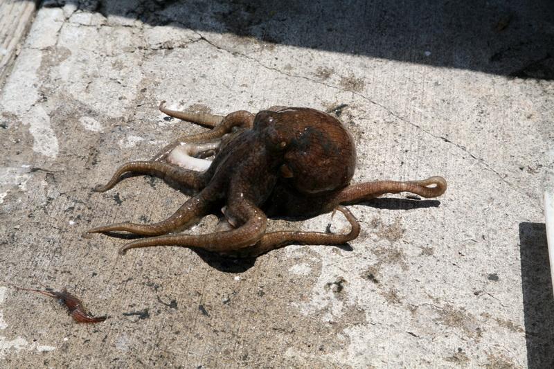 Octopus on dock