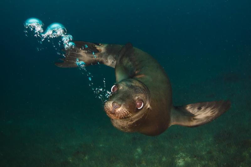 California sea lion with bubbles