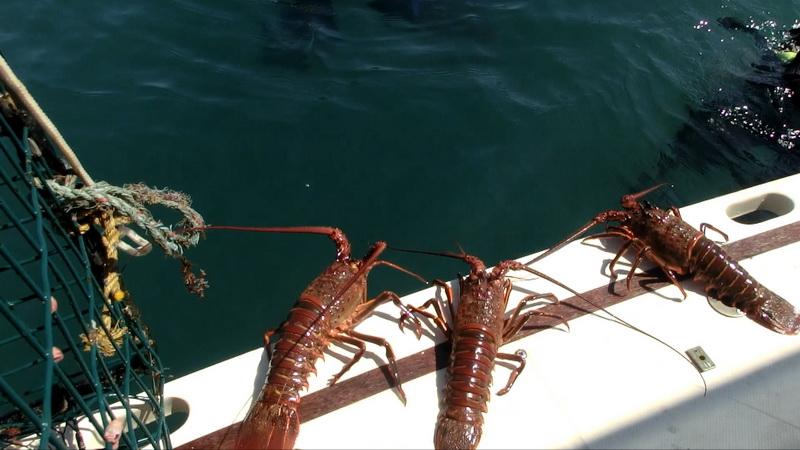 Lobsters are released from trap and set free