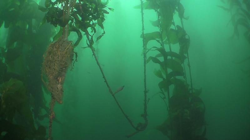 Lobster trap line in kelp forest