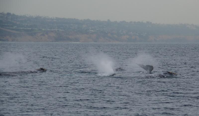 ODA enjoys watching a pod of gray whales off Palos Verdes coast