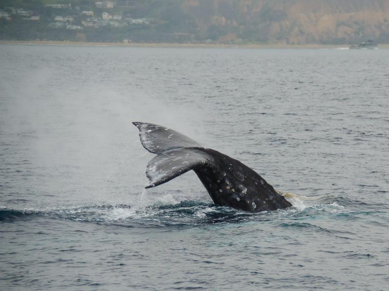 ODA spots a gray whale diving off the coast of Palos Verdes
