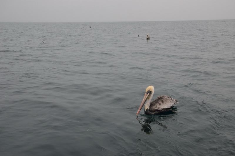 Pelicans visit the ODA boat
