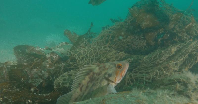 Rockfish swimming very near an abandoned fishing net