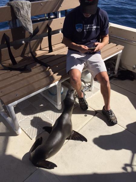 Sea lion on the ODA boat with Captain Rex