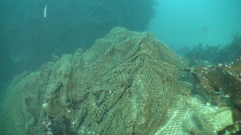Abandoned fishing net is smothering benthic life, so ODA will remove it.