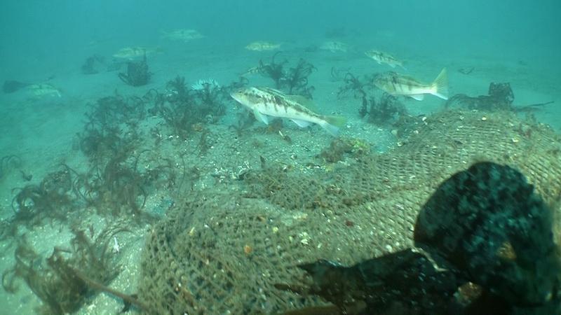 California sand bass near sunken net.