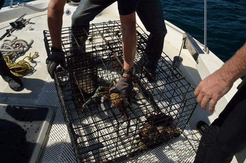 ODA releases crabs that were stuck in lobster trap