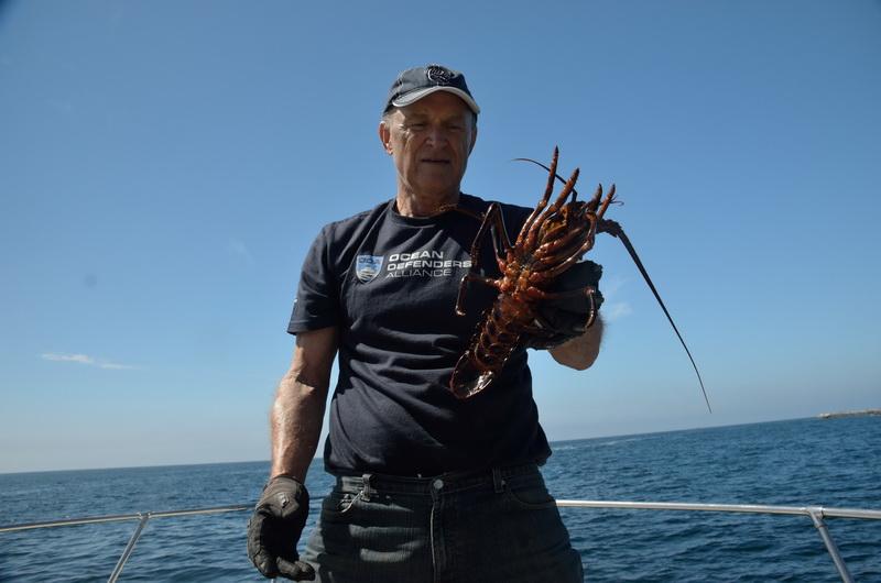 ODA volunteer Dave Merrill releases a lobster to freedom!