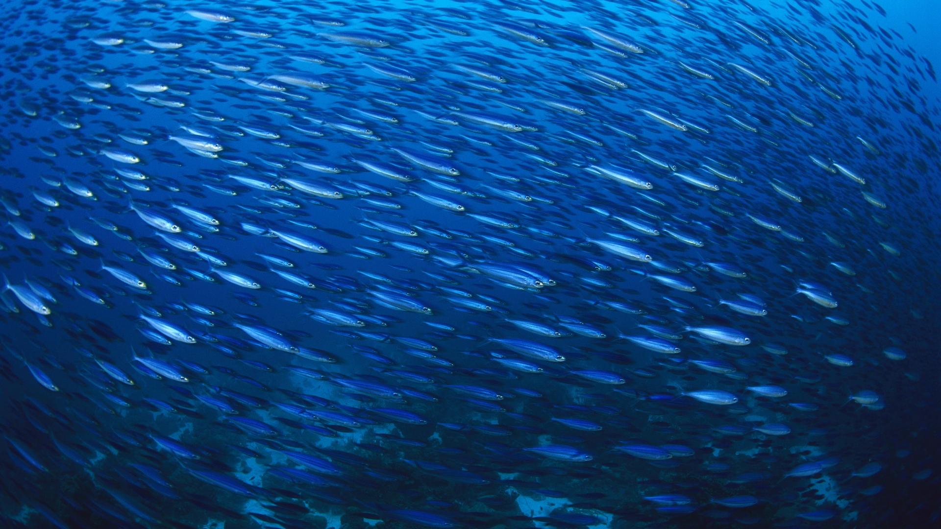 Underwater school of forage fish