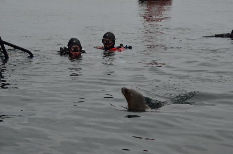 ODA Divers with sealion pup